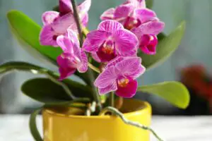 What To Do With Orchids After Blooming: 3 Easy Options