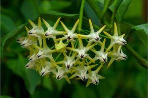Hoya Multiflora: 7 Care Tips On How To Grow The Shooting Star Hoya