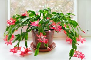 2 Secrets To Getting Christmas Cactus To Bloom And Care Tips