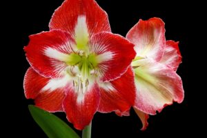 Amaryllis Secrets And Care: What To Do With Amaryllis After Blooming