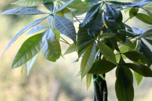 Dying Money Tree? Crucial Tips To Save Your Pachira Aquatica
