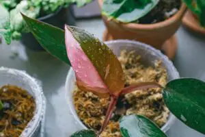 Pink Princess Philodendron: 11 Critical Problems And Fixes