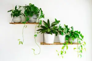 23 Common House Plants | Classics And New Favorites