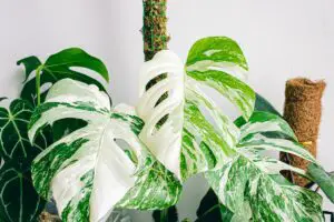 All You Need To Know About The Monstera Albo Variegata