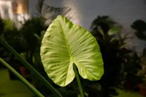 Alocasia Types: 23 Varieties To Create A Tropical Ambience
