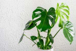 Best Fertilizer For Monstera Deliciosa And 5 Top Tips For Use