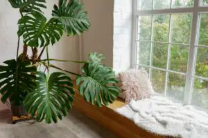 Big Leaf Plants: 10 Best Indoor Plants With Large Leaves