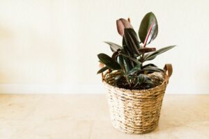 Ficus Burgundy: All You Need To Know About The Burgundy Rubber Tree