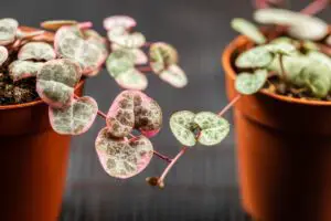 How To Make A String Of Hearts Plant Fuller In Three Steps