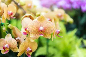 How To Propagate An Orchid | 5 Different Ways
