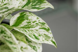 Marble Queen Pothos Variegation Reverting: 2 Ways To Revive The Variegation
