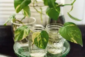Top 10 Reasons Why Your Pothos Cuttings Aren’t Rooting In Water