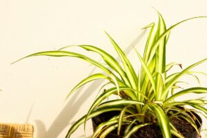 Why Do Cats Like Spider Plants?