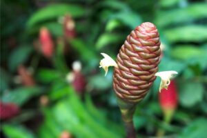 Zingiber Zerumbet: All You Need To Know About The Shampoo Ginger Lily
