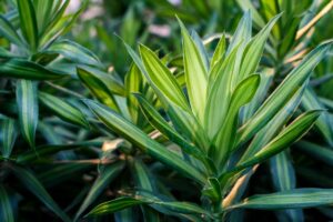8 Common Problems With Dracaena | Yellowing, Browning, Drooping, And More