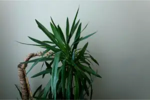 Growing A Spineless Yucca Indoors