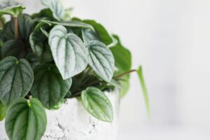 How To Care For Peperomia Orba
