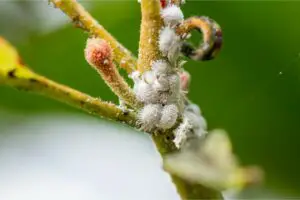 Mealybugs On Plants | What Should You Do?