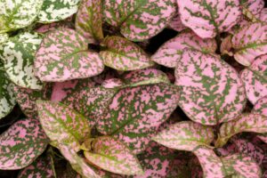 Polka Dot Plant Propagation | In Water Or Soil
