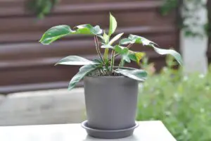 Philodendron Pedatum: The Perfect Plant For Lush Foliage