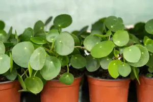 Pilea Peperomioides Toxicity | Is It Safe For Pets?