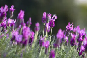 The English Lavender Plant: How To Care For Lavandula Angustifolia