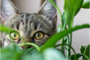 11 Easy And Cat-Safe Plants