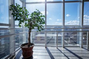20 Indoor Trees To Brighten Your Home