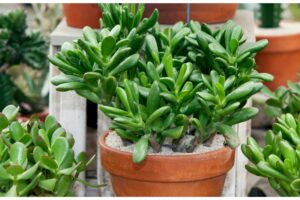 Jade Plant Pests: Identifying And Treating Jade Plant Diseases