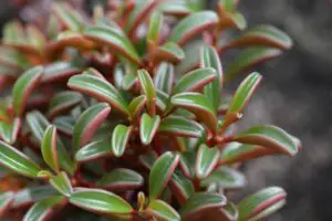 How To Care For Peperomia Graveolens