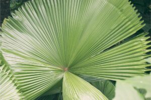 Licuala Grandis: Tips On How To Grow Your Own Ruffled Fan Palm