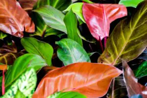 Prince Of Orange – You’re Going to “Fall” For This Philodendron
