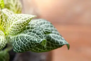 Propagating Fittonia | In Water Or Soil
