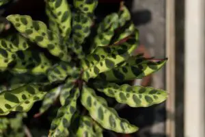 Troubleshooting Calathea Problems | Yellow Leaves, Curling, Drooping And More