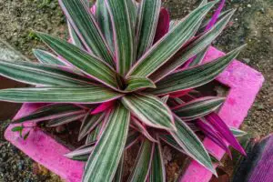 Oyster Plant Care And Info | Tradescantia Spathacea